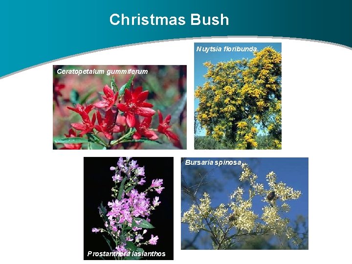 Christmas Bush Nuytsia floribunda Ceratopetalum gummiferum Bursaria spinosa Prostanthera lasianthos 