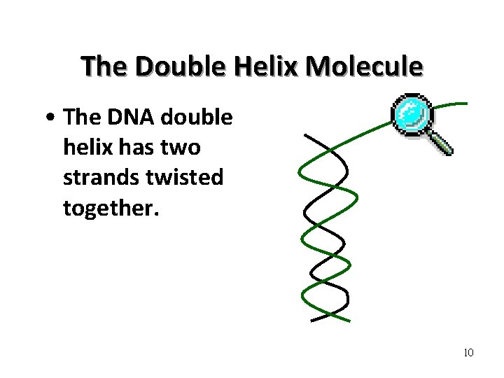 The Double Helix Molecule • The DNA double helix has two strands twisted together.