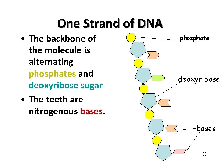 One Strand of DNA • The backbone of the molecule is alternating phosphates and