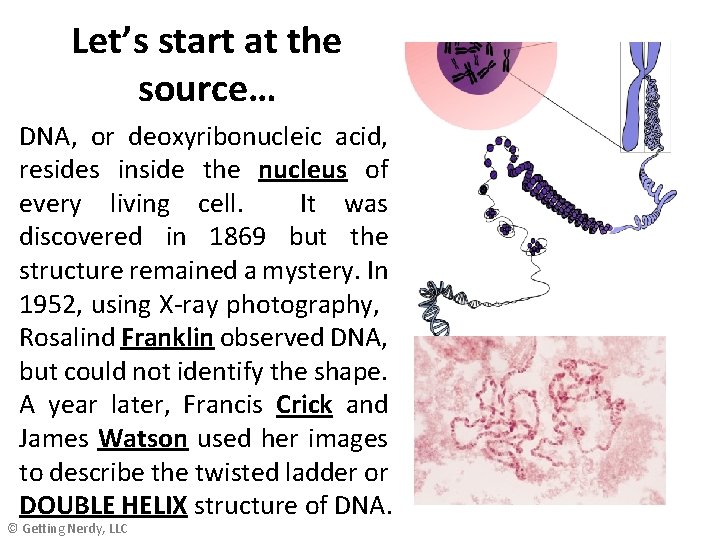 Let’s start at the source… DNA, or deoxyribonucleic acid, resides inside the nucleus of
