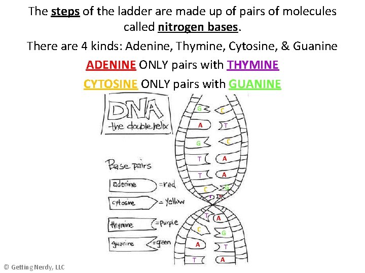 The steps of the ladder are made up of pairs of molecules called nitrogen