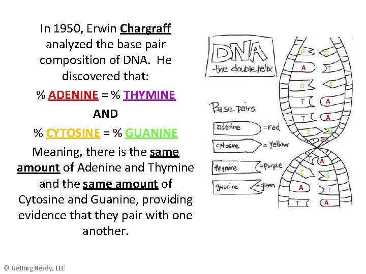 In 1950, Erwin Chargraff analyzed the base pair composition of DNA. He discovered that: