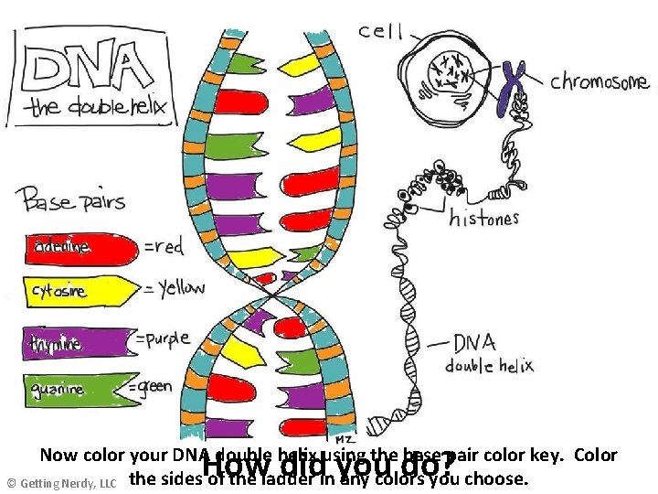 How did you do? Now color your DNA double helix using the base pair