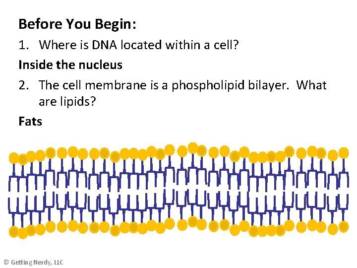 Before You Begin: 1. Where is DNA located within a cell? Inside the nucleus