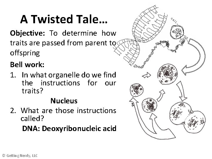 A Twisted Tale… Objective: To determine how traits are passed from parent to offspring