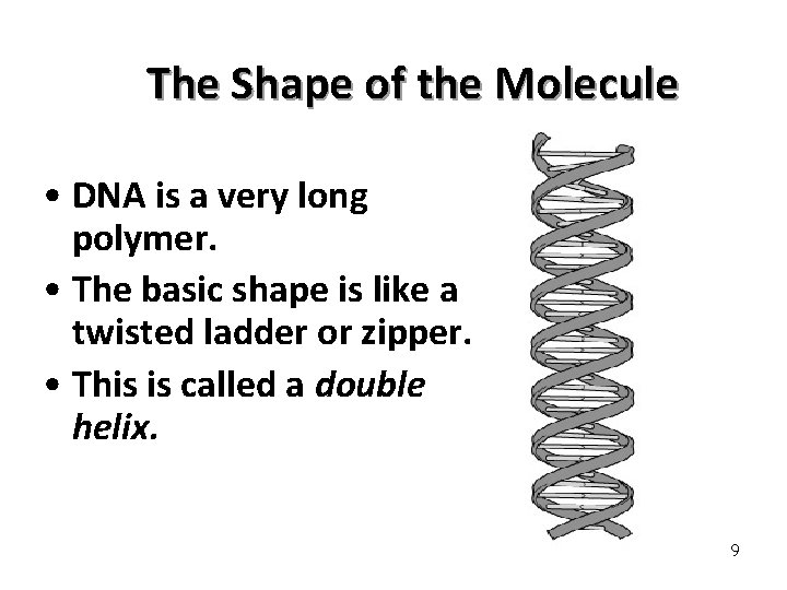 The Shape of the Molecule • DNA is a very long polymer. • The