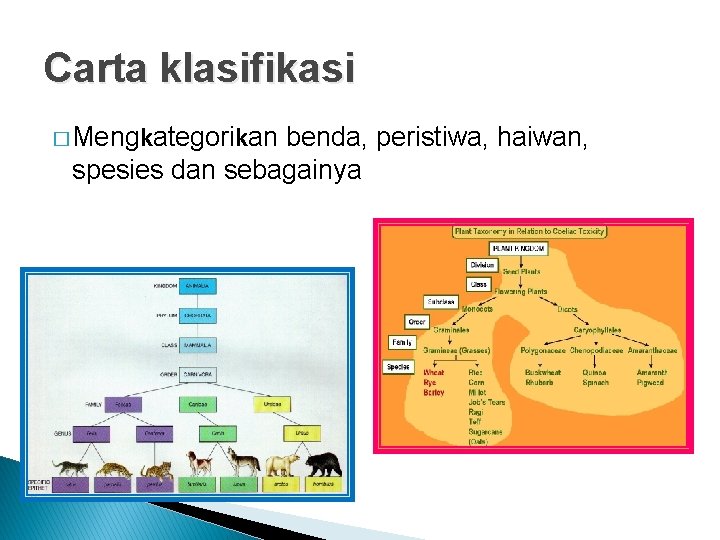 Carta klasifikasi � Mengkategorikan benda, peristiwa, haiwan, spesies dan sebagainya 