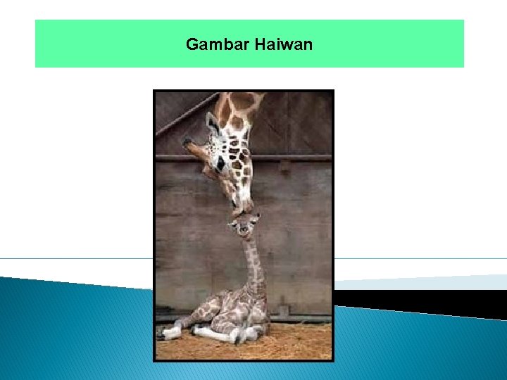 Gambar Haiwan 