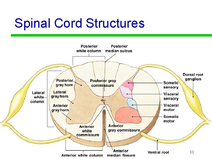 Spinal Cord Structures 11 
