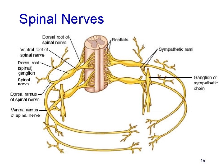 Spinal Nerves 16 