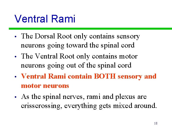 Ventral Rami • • The Dorsal Root only contains sensory neurons going toward the