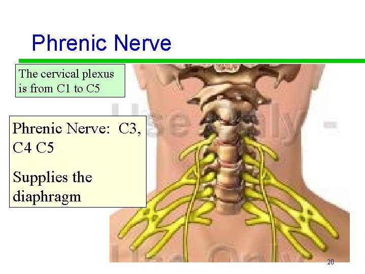 Phrenic Nerve The cervical plexus is from C 1 to C 5 Phrenic Nerve: