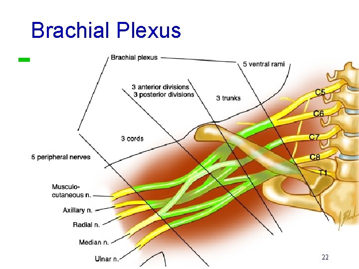 Brachial Plexus 22 