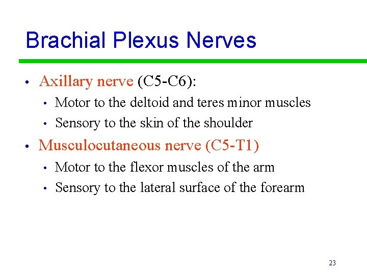 Brachial Plexus Nerves • Axillary nerve (C 5 -C 6): • • • Motor