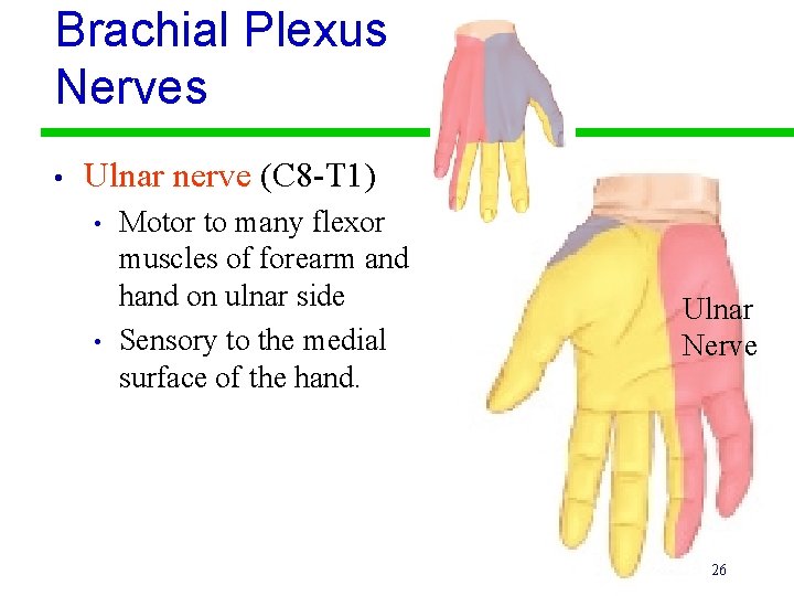 Brachial Plexus Nerves • Ulnar nerve (C 8 -T 1) • • Motor to
