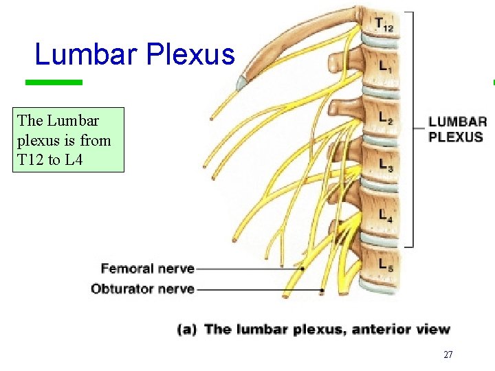 Lumbar Plexus The Lumbar plexus is from T 12 to L 4 27 