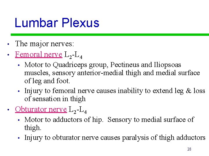 Lumbar Plexus • • The major nerves: Femoral nerve L 2 -L 4 •