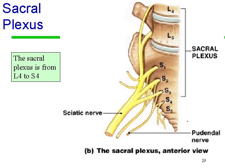Sacral Plexus The sacral plexus is from L 4 to S 4 29 