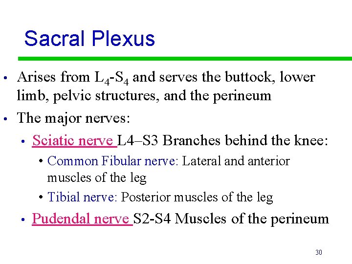 Sacral Plexus • • Arises from L 4 -S 4 and serves the buttock,