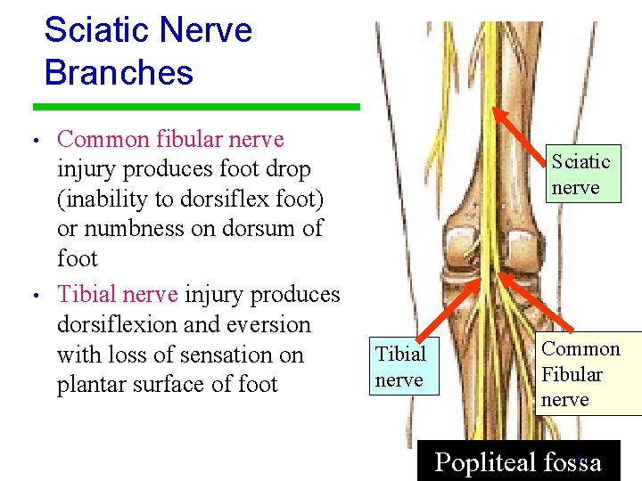 Sciatic Nerve Branches • • Common fibular nerve injury produces foot drop (inability to