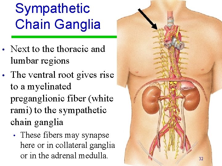 Sympathetic Chain Ganglia • • Next to the thoracic and lumbar regions The ventral