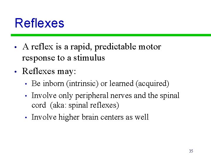 Reflexes • • A reflex is a rapid, predictable motor response to a stimulus