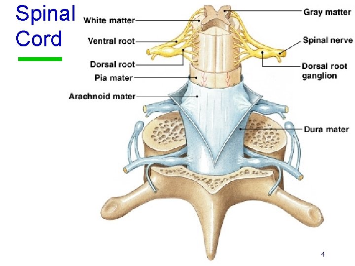 Spinal Cord 4 