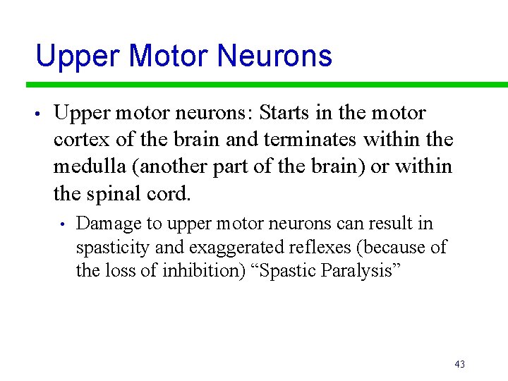 Upper Motor Neurons • Upper motor neurons: Starts in the motor cortex of the