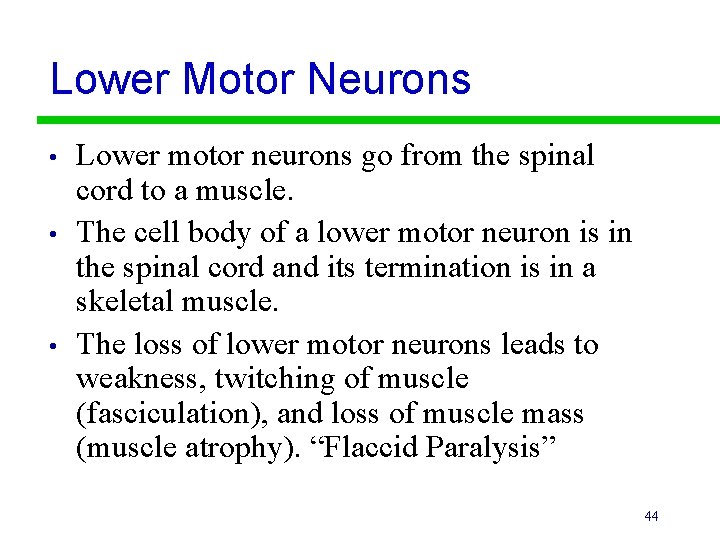 Lower Motor Neurons • • • Lower motor neurons go from the spinal cord