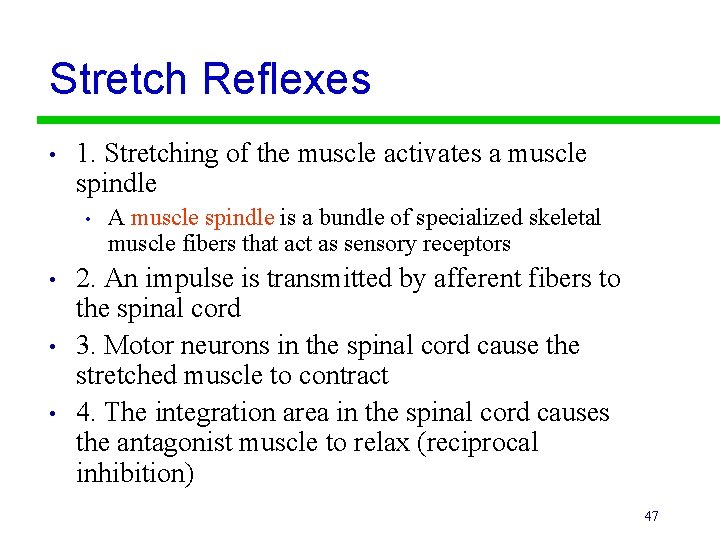 Stretch Reflexes • 1. Stretching of the muscle activates a muscle spindle • •