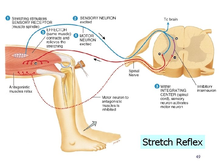 Stretch Reflex 49 