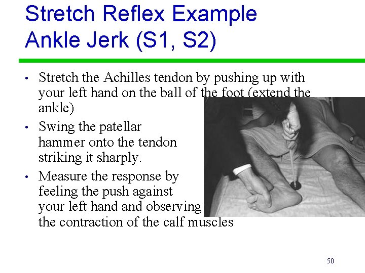 Stretch Reflex Example Ankle Jerk (S 1, S 2) • • • Stretch the