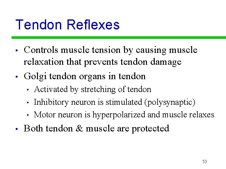 Tendon Reflexes • • Controls muscle tension by causing muscle relaxation that prevents tendon