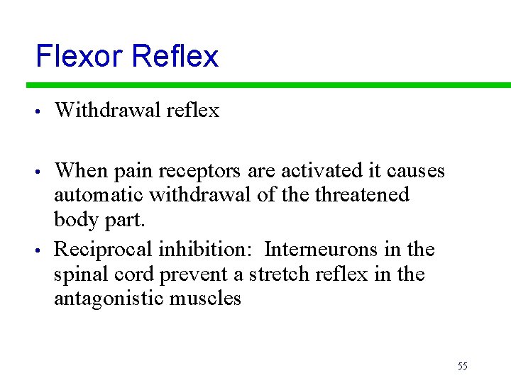 Flexor Reflex • Withdrawal reflex • When pain receptors are activated it causes automatic