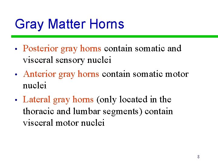 Gray Matter Horns • • • Posterior gray horns contain somatic and visceral sensory