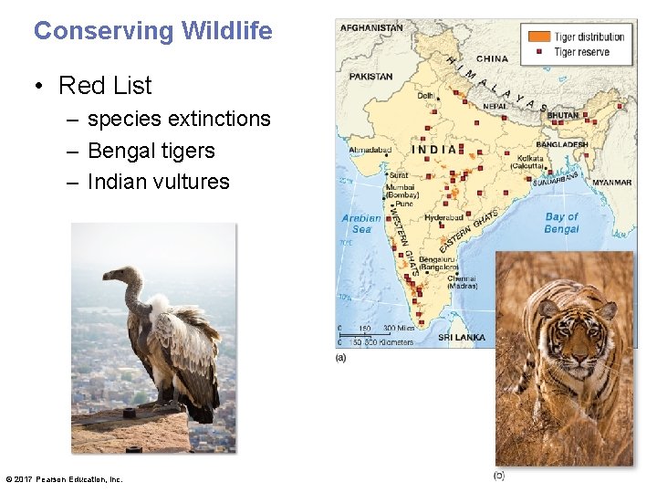 Conserving Wildlife • Red List – species extinctions – Bengal tigers – Indian vultures