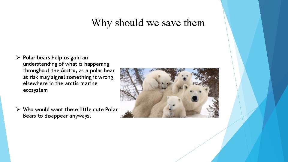 Why should we save them Ø Polar bears help us gain an understanding of