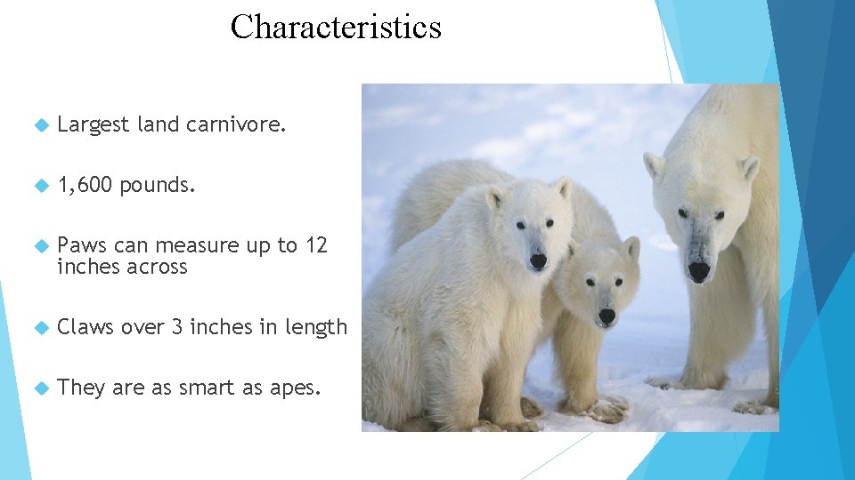 Characteristics Largest land carnivore. 1, 600 pounds. Paws can measure up to 12 inches