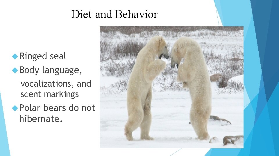 Diet and Behavior Ringed Body seal language, vocalizations, and scent markings Polar bears do