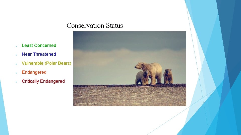 Conservation Status ● Least Concerned ● Near Threatened ● Vulnerable (Polar Bears) ● Endangered
