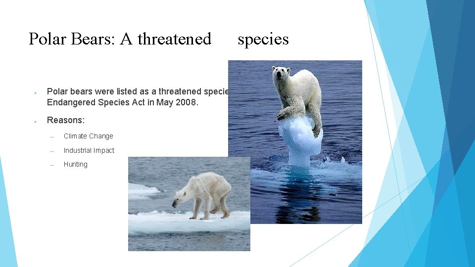 Polar Bears: A threatened ● ● species Polar bears were listed as a threatened