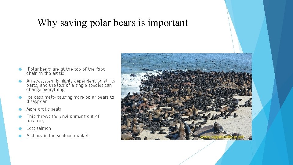 Why saving polar bears is important Polar bears are at the top of the
