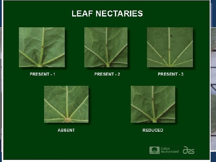 Germplasm Images How can I find images for ‘A 2 103’? 