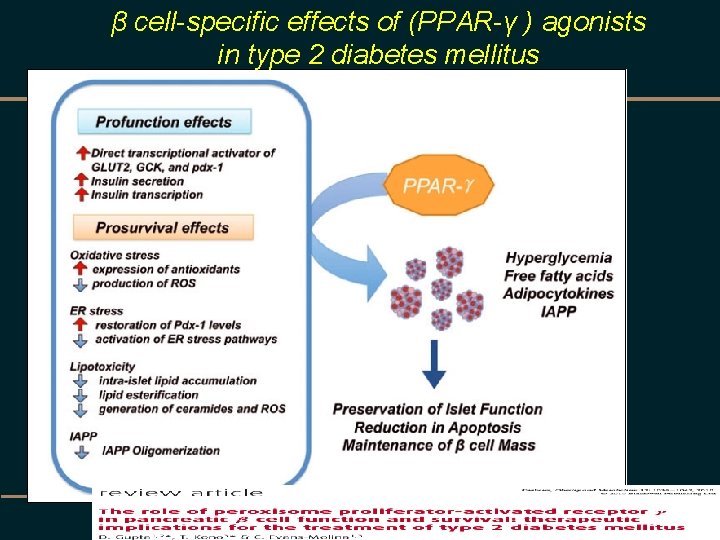 β cell-specific effects of (PPAR-γ ) agonists in type 2 diabetes mellitus 
