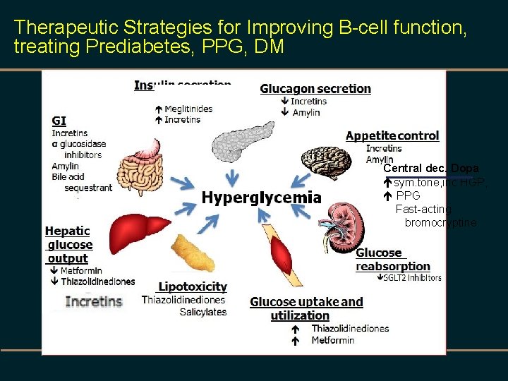 Therapeutic Strategies for Improving B-cell function, treating Prediabetes, PPG, DM Central dec. Dopa ésym.