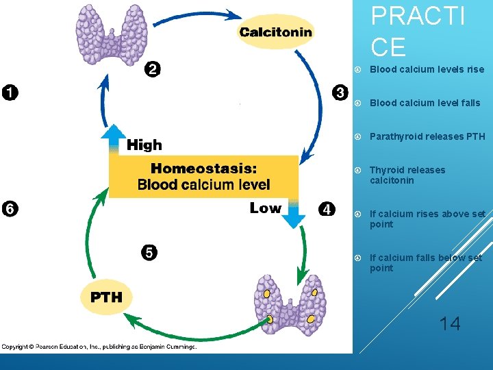 PRACTI CE Blood calcium levels rise Blood calcium level falls Parathyroid releases PTH Thyroid