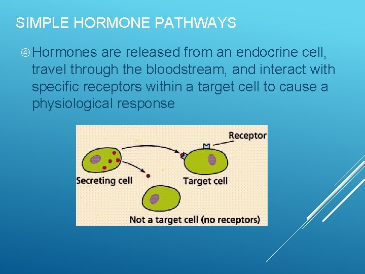 SIMPLE HORMONE PATHWAYS Hormones are released from an endocrine cell, travel through the bloodstream,