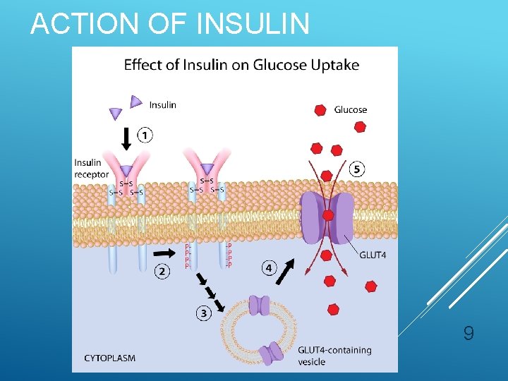 ACTION OF INSULIN 9 