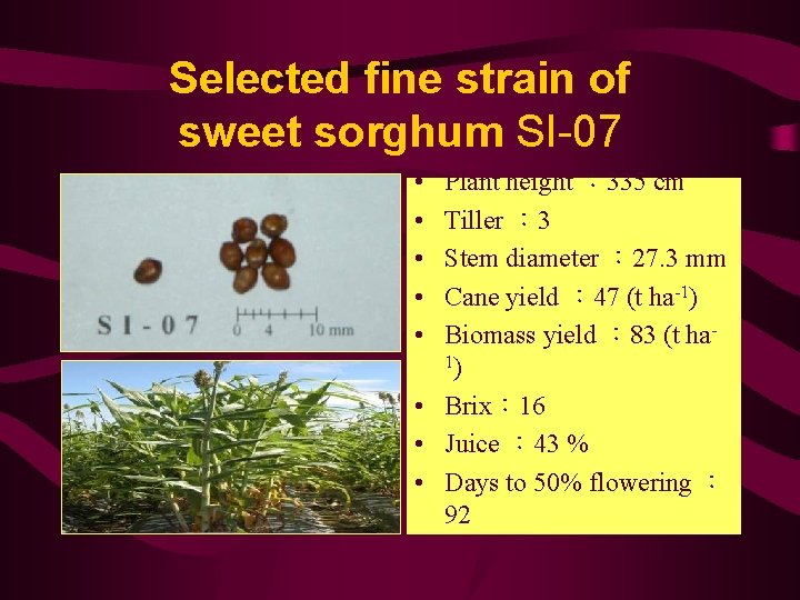 Selected fine strain of sweet sorghum SI-07 • • • Plant height ： 335