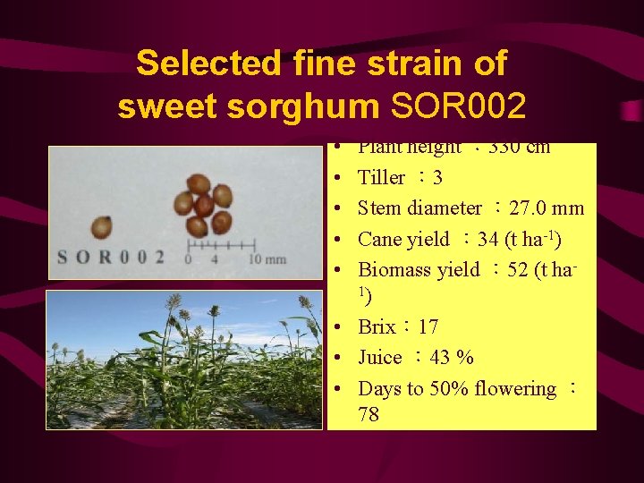 Selected fine strain of sweet sorghum SOR 002 • • • Plant height ：